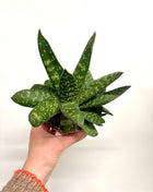 Gasteria Amour