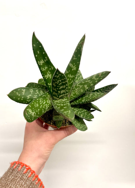 Gasteria Amour