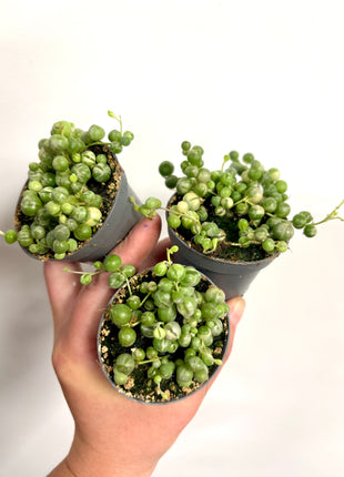 Senecio Rowleyanus Variegata