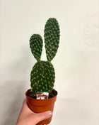 Opuntia Macrocalyx