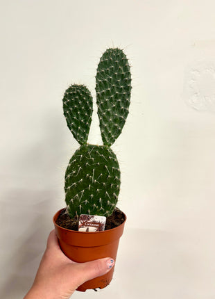 Opuntia Macrocalyx