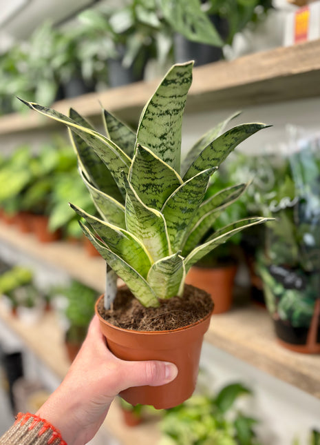 Sansevieria Hahnii
