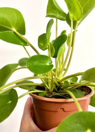 Pilea Peperomioides