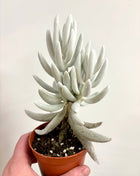 Senecio Mont Blanc