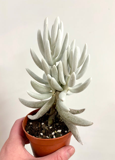 Senecio Mont Blanc