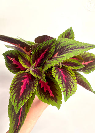 Coleus Ruby