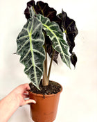 Alocasia Polly