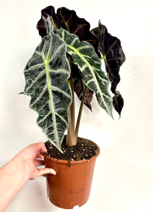Alocasia Polly