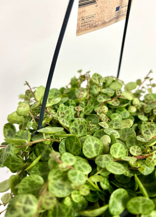 Peperomia Prostrata/ string of turtles