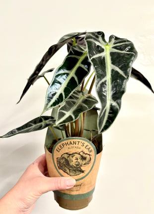Alocasia Bambino Arrow