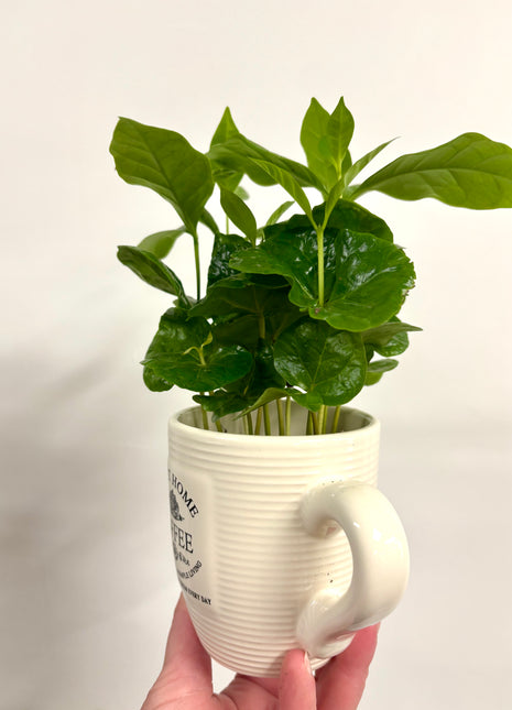 Coffea in mug