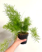 Asparagus Sprengeri Fern