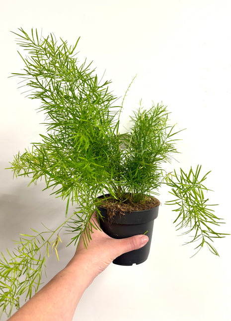 Asparagus Sprengeri Fern