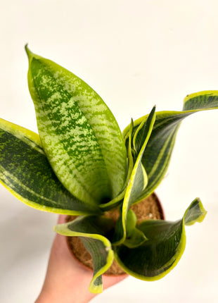 Sansevieria Futura Superba