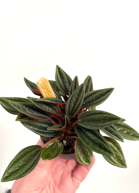 Mini Peperomia Rosso 5.5cm