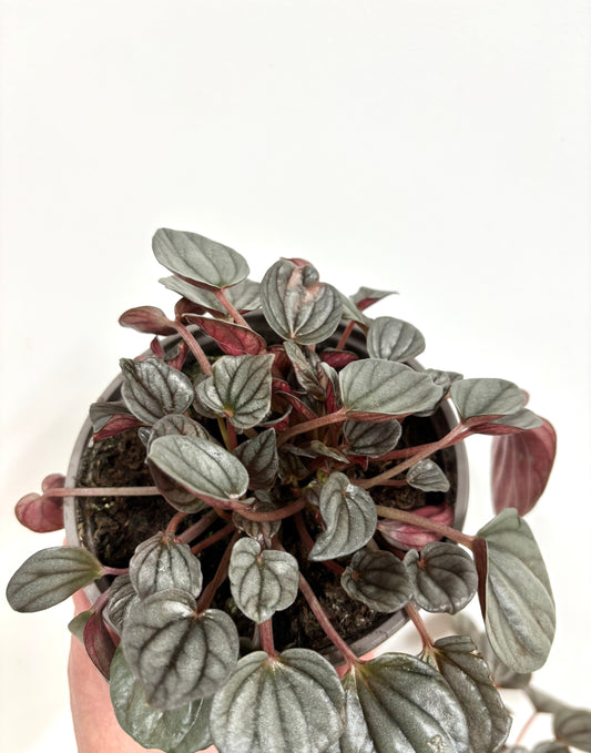 Peperomia Caperata