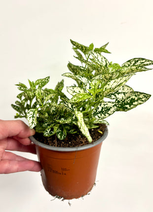 Hypoestes White