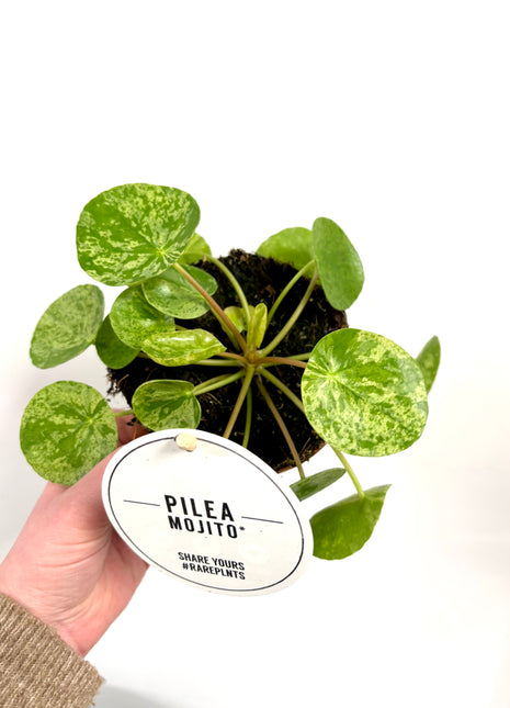 Pilea Peperomioides Mojito