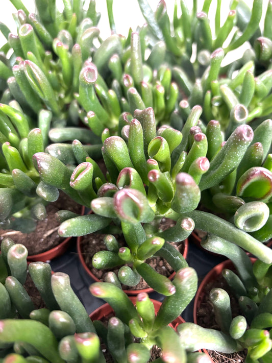 Crassula Hobbit