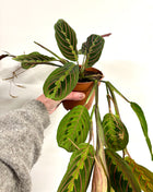 Maranta Fascinator