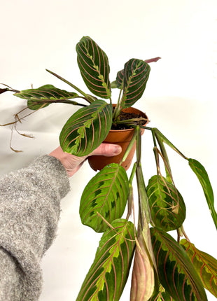 Maranta Fascinator