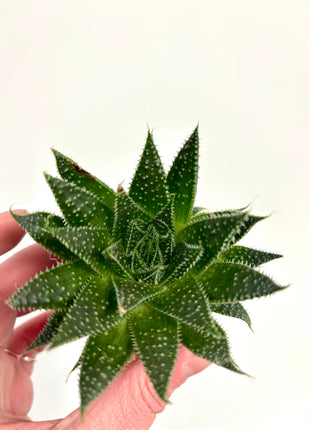 Haworthia/Aloe mix