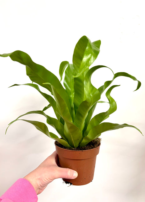 Asplenium Antiquum