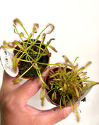 Drosera / Sundew