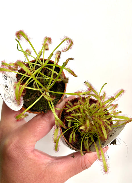 Drosera / Sundew