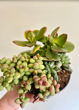 Mixed potted succulents