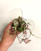 Ceropegia Woodii Variegata / String of Hearts