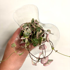 Collection image for: New In