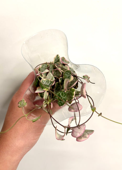 Ceropegia Woodii Variegata / String of Hearts