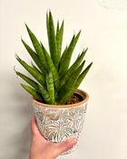 Sansevieria mixed