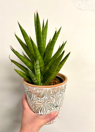Sansevieria mixed
