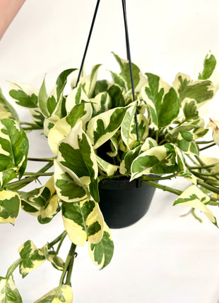 Epipremnum Njoy