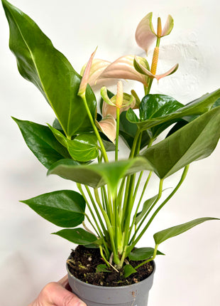 Anthurium Peach