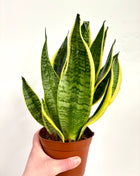 Sansevieria Futura Superba