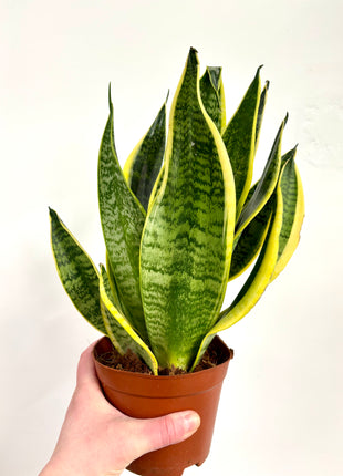 Sansevieria Futura Superba