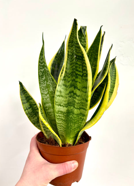 Sansevieria Futura Superba