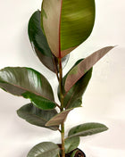Ficus Pink Camouflage