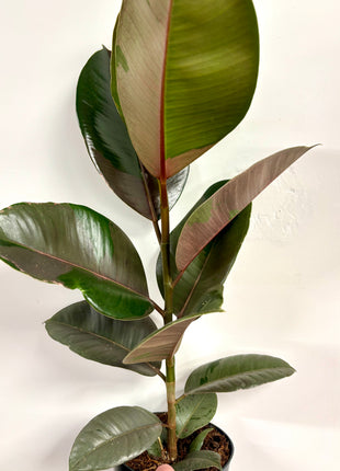 Ficus Pink Camouflage