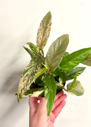 Ficus Sagittata Pink Variegata