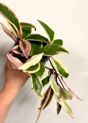 Hoya Pink Dream Flamingo