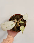 Philodendron Snowdrift