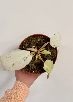 Philodendron Snowdrift
