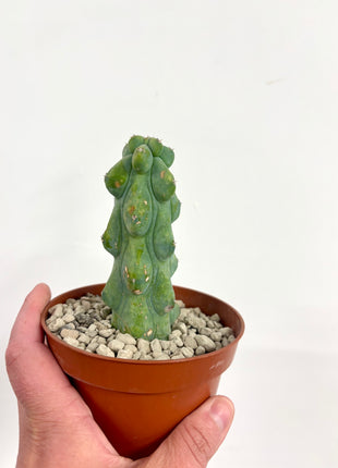 Myrtillocactis Nipel/Boobie cactus