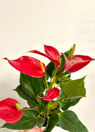 Anthurium Red