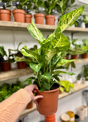 Dieffenbachia Compacta