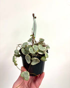 Ceropegia Woodii Variegata / String of Hearts